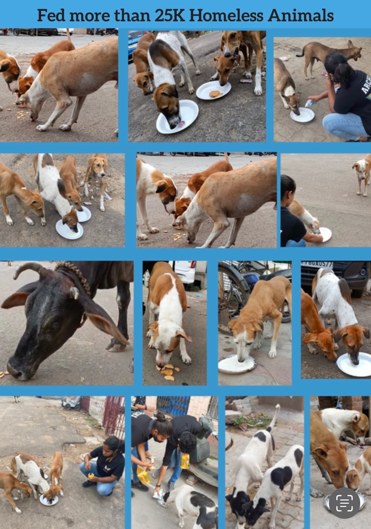 Animal and community care